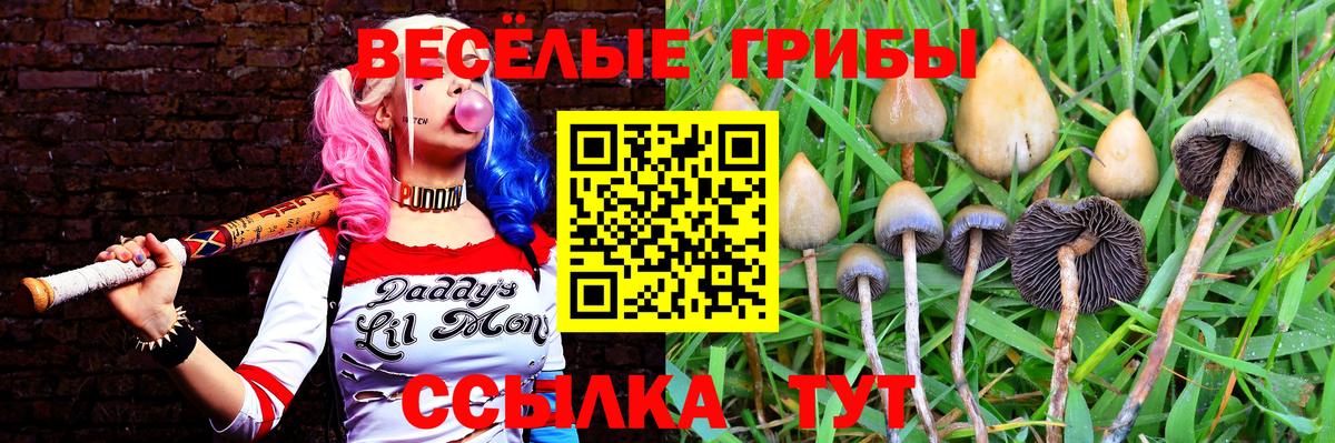Псилоцибиновые грибы Cubensis Керчь
